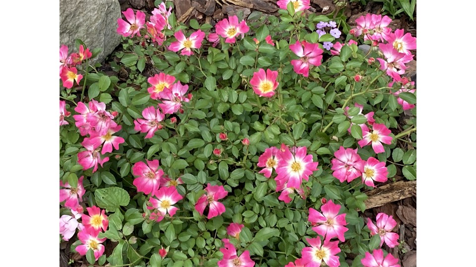 Pink Roses In English Garden