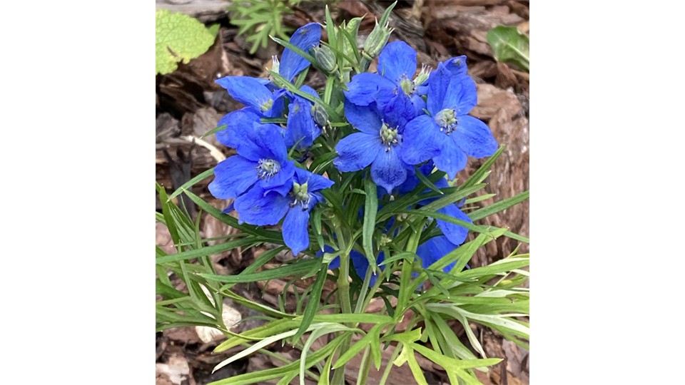 Blue Flowers In English Garden
