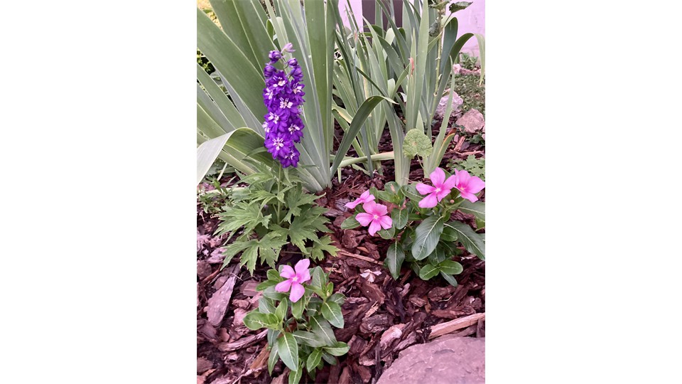 Purple & Pink Flowers In English Garden