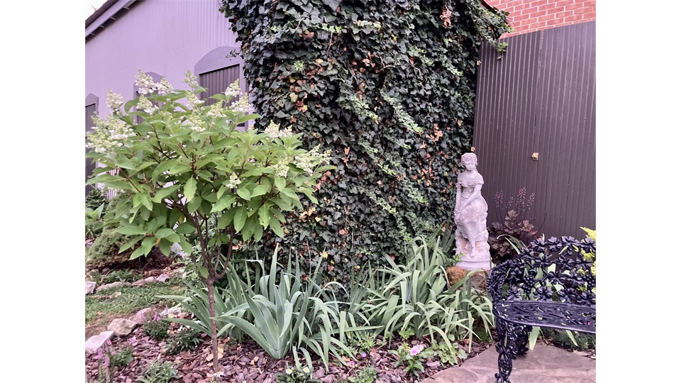 Stone Statue and Hydrangea Tree In English Garden